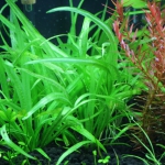 植栽から74日目　チェーンアマゾン